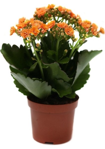 Turuncu Kalanşo, Kalanchoe