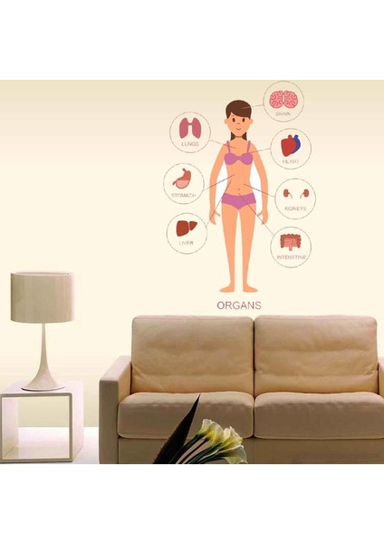 Kt Decoration Ingilizce Insan Anatomisi Modern Duvar Sticker