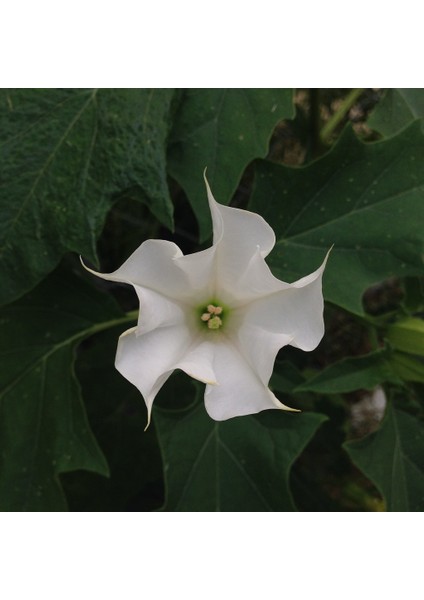 Datura Stramonium Gece Güzeli Beyaz Renk Çiçek Tohumu +- 15'li