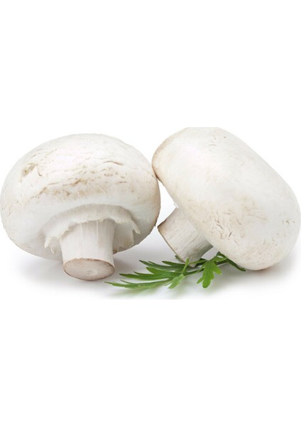 Açık Mantar 250 gr