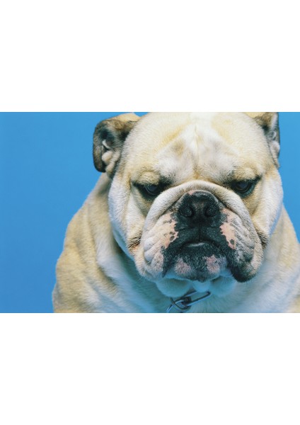 MPDEL-212 Natura Mouse Pad Bulldog