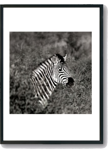 Zebra Temalı Siyah Beyaz 5'li Tablo Seti