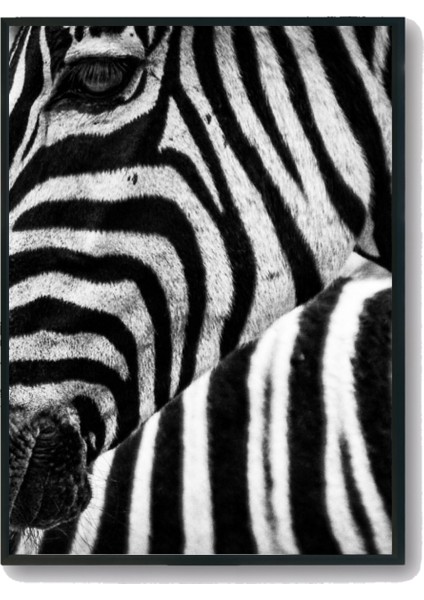 Zebra Temalı Siyah Beyaz 5'li Tablo Seti