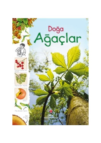 Doğa - Ağaçlar