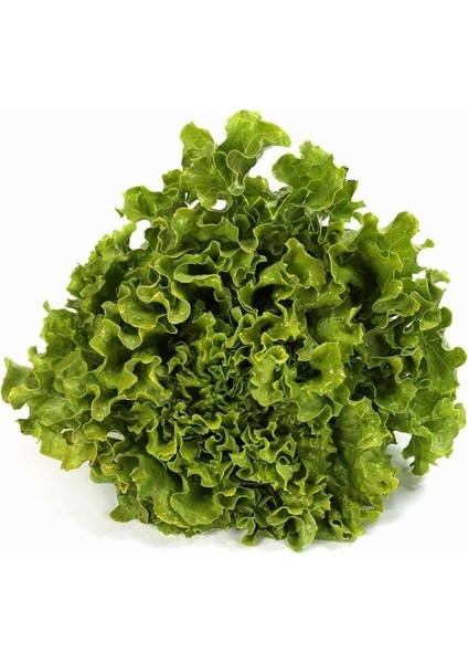 Kıvırcık Salata Adet