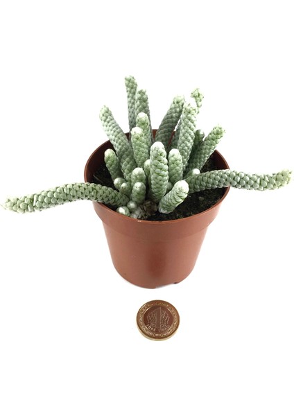 Avonia Papyracea Kaktüs