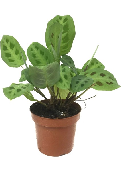 - Maranta Leuconeura Kerchoveana - Dua Çiçeği