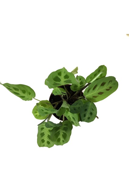 - Maranta Leuconeura Kerchoveana - Dua Çiçeği fiyatları