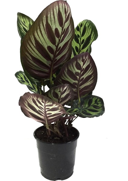 - Calathea Makoyana (Dua Çiçeği)