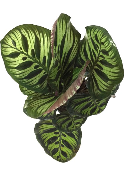 - Calathea Makoyana (Dua Çiçeği) fiyatları