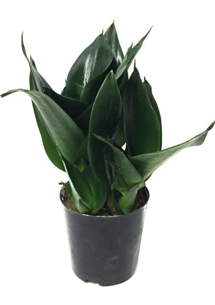 Sansevieria Jade Paşa Kılıcı Ev ve Ofis Bitkisi