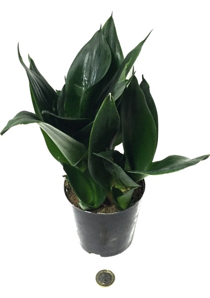 Sansevieria Jade Paşa Kılıcı Ev ve Ofis Bitkisi