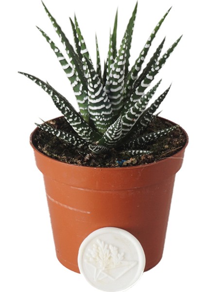 Heryer Bitki Haworthia Fasciata	kaktüs - Saksı Çiçekleri