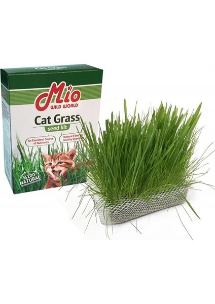 Cat Grass Kedi Çimi