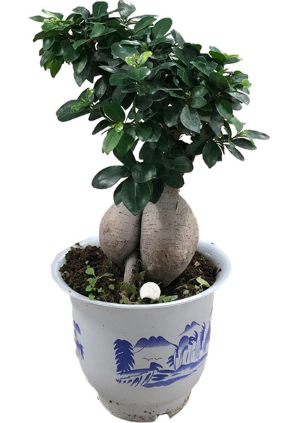 Heryer Bi̇tki̇ Ficus Bonsai Ağacı Büyük Gövdeli Ev Bitkisi Saksı Çiçekleri