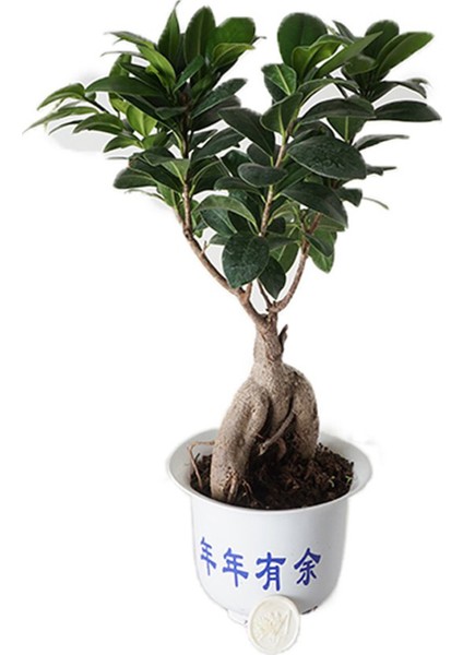 Heryer Bi̇tki̇ Ficus Bonsai Ağacı Küçük