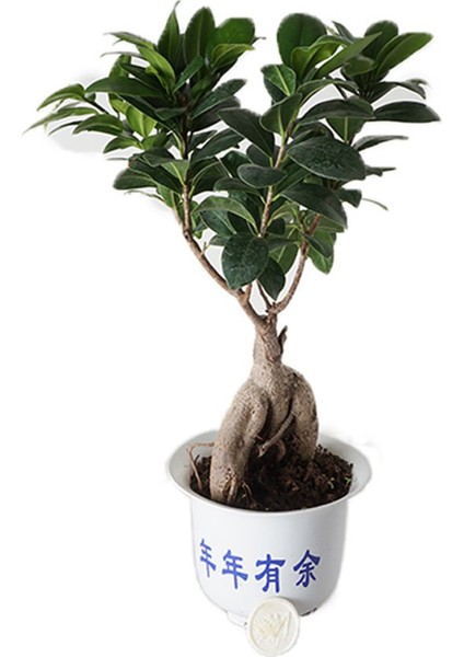 Heryer Bi̇tki̇ Ficus Bonsai Ağacı Saksı Çiçekleri