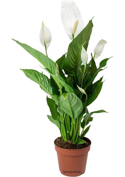 Heryer Bi̇tki̇ Spathiphyllum Barış Çiçeği