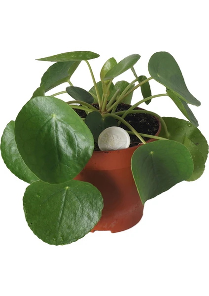 Pilea Bitkisi Para Çiçeği