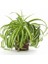 Chlorophytum Comosum Kurdele Çiçeği, 30-40 cm 1
