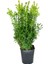 Yalova Fidan Market Şimşir (Buxus) 10 Adet 1