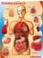 Woodylife Ahşap Puzzle Organları Öğreniyorum Vücut Montessori Meteryali 1