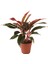 Aglaonema Crete Ev ve Ofis Bitkisi 1