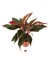 Aglaonema Crete Ev ve Ofis Bitkisi 2