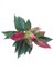 Aglaonema Crete Ev ve Ofis Bitkisi 3