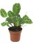 - Maranta Leuconeura Kerchoveana - Dua Çiçeği 1
