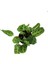 - Maranta Leuconeura Kerchoveana - Dua Çiçeği 2