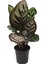 - Calathea Makoyana (Dua Çiçeği) 1