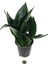 Sansevieria Jade Paşa Kılıcı Ev ve Ofis Bitkisi 2