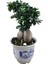 Heryer Bi̇tki̇ Ficus Bonsai Ağacı Büyük Gövdeli Ev Bitkisi Saksı Çiçekleri 1