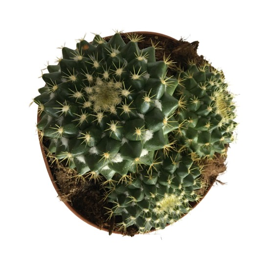 Armenbotanik Nadir Büyük Boy Çoklu Kaktüs 15 cm Fiyatı