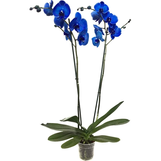 Betonish Phalaenopsis 'Blue' - Mavi Orkide Çift Dal