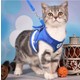 Şencanlar Kedi Köpek Kıyafeti Yansıtıcılı Tasmalı Yelek