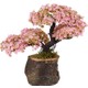  Renk Pembe
