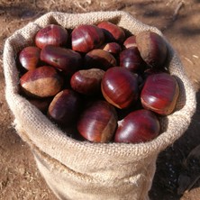 Akca Ev Kestane 1kg - Bozdağ Aşı Iri Kestane