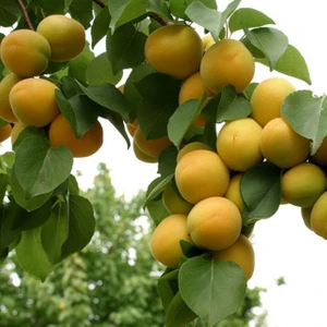 Taşkar Peyzaj Vitillo Kayısı Fidanı ( Aşılı - 2 Yaş ) - Açık Kök - 100-120 cm