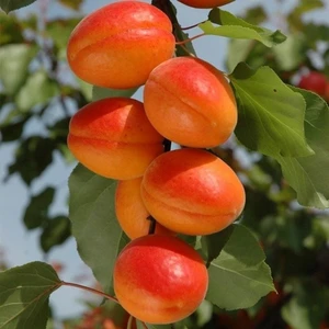 Taşkar Peyzaj Perfect Red Kayısı Fidanı ( Aşılı - 2 Yaş ) - Açık Kök - 100-120 cm