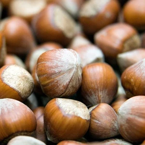 Taşkar Peyzaj Giresun Fındık Fidanı ( Açık Kök ) 50-100 cm