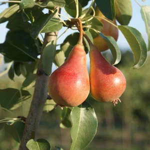 Taşkar Peyzaj Haziran Güzeli Armut Fidanı ( Aşılı - 2 Yaş ) - Açık Kök - 100-120 cm