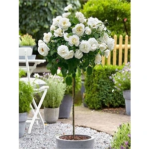 YAYLA TARIM 3 Adet Baston Gül Fidanı ( Beyaz ) Açık Kök 2 Yaşında .40 cm