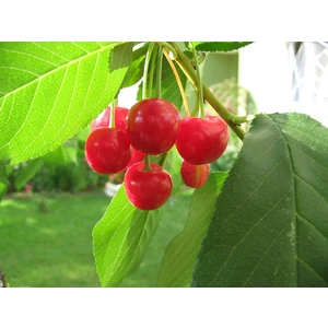 Taşkar Peyzaj Afyon Vişne Fidanı ( Aşılı - 2 Yaş ) - Açık Kök - 100-120 cm