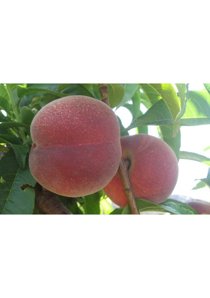 Early Red Şeftali Fidanı ( Aşılı - 2 Yaş ) - Açık Kök - 100-120 cm