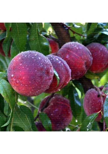 Cresthaven Şeftali Fidanı ( Aşılı - 2 Yaş ) - Açık Kök - 100-120 cm