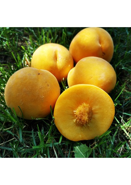 Monreo Şeftali Fidanı ( Aşılı - 2 Yaş ) - Açık Kök - 100-120 cm