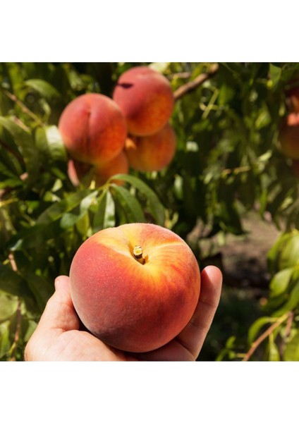 O Henry Şeftali Fidanı ( Aşılı - 2 Yaş ) - Açık Kök - 100-120 cm