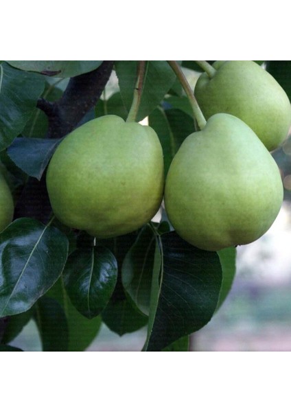 Bahribey Armut Fidanı ( Aşılı - 2 Yaş ) - Açık Kök - 100-120 cm